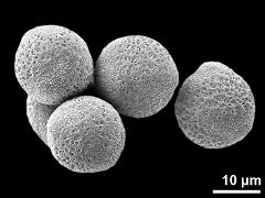 hydrated pollen grains