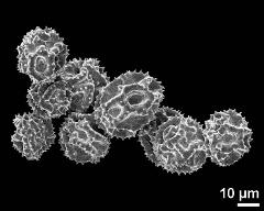 dry pollen grains