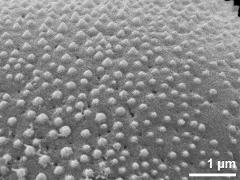 exine surface