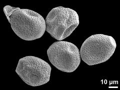 dry pollen grains