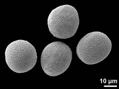 hydrated pollen