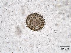 hydrated pollen