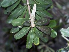 inflorescence(s)