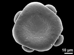 dry tetraporate (exception) pollen grain (polar view)