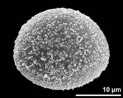 hydrated pollen grain