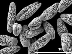 dry pollen grains