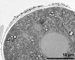 cross section of vegetative nucleus and sperm cells