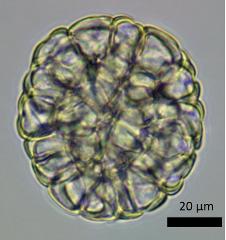 acetolyzed polyad