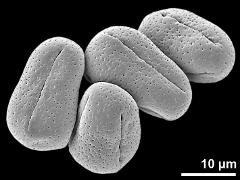 dry pollen grains