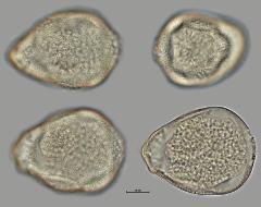 hydrated pollen