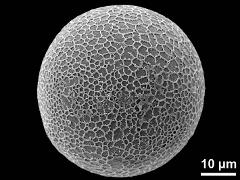 hydrated pollen