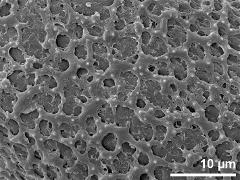 exine surface