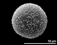 hydrated pollen grain