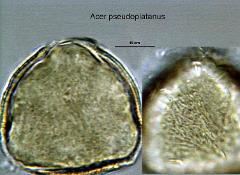 hydrated pollen