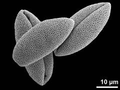 dry pollen