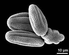 dry pollen grains