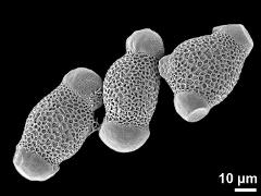 dry pollen grains