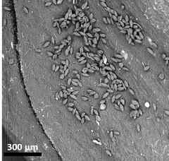 dry pollen