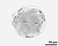 pollen grain with sperm cells (arrows)