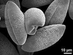 dry pollen grains