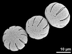 hydrated pollen grains