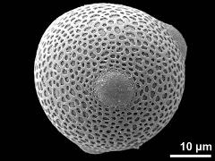 hydrated pollen