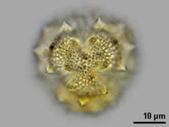 hydrated pollen,polar view