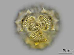 hydrated pollen,polar view