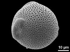 hydrated pollen,oblique view