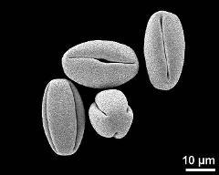 dry pollen grains