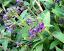 flowers of Pulmonaria mollissima