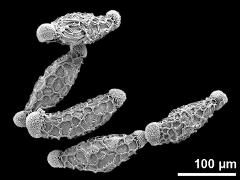 dry pollen grains