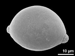 oblique distal polar view