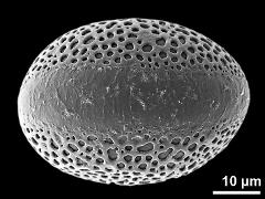 polar distal view