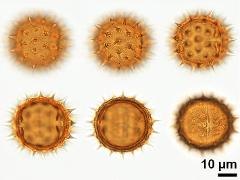 acetolyzed pollen,equatorial view