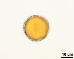 pollen grain with pollenkitt