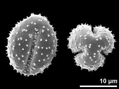 dry pollen grains