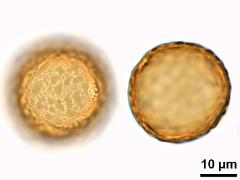 acetolyzed pollen