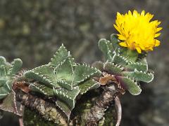 habitus,flower(s)