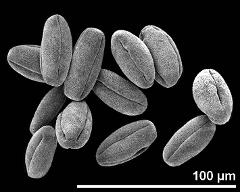 dry pollen grains