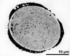 pollen grain in cross section