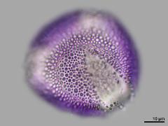 polar view,hydrated pollen