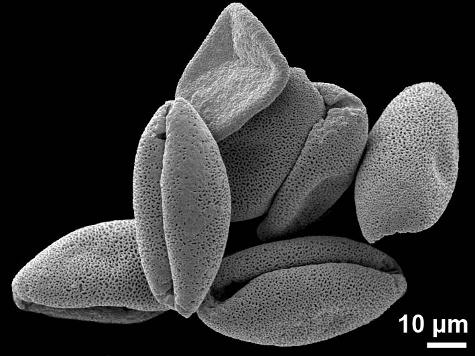 dry pollen