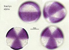 hydrated pollen