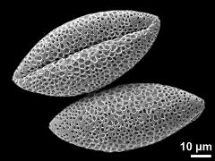 dry pollen grains