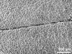 surface of pollinium