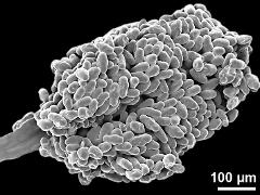 aggregation of tetrads (on translator)