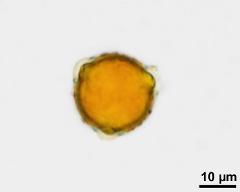 pollen grain with pollenkitt