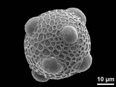 hydrated pollen