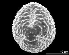 polar view (dry pollen grain)